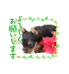 ヨーキー子犬の日常使いスタンプ（個別スタンプ：14）