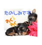 ヨーキー子犬の日常使いスタンプ（個別スタンプ：15）