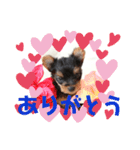 ヨーキー子犬の日常使いスタンプ（個別スタンプ：16）