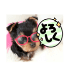 ヨーキー子犬の日常使いスタンプ（個別スタンプ：17）