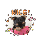 ヨーキー子犬の日常使いスタンプ（個別スタンプ：18）
