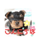 ヨーキー子犬の日常使いスタンプ（個別スタンプ：19）