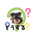 ヨーキー子犬の日常使いスタンプ（個別スタンプ：20）