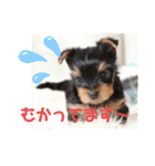 ヨーキー子犬の日常使いスタンプ（個別スタンプ：21）