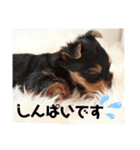 ヨーキー子犬の日常使いスタンプ（個別スタンプ：23）