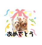 ヨーキー子犬の日常使いスタンプ（個別スタンプ：24）