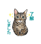 猫のイラストスタンプ。（個別スタンプ：13）