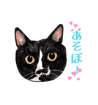 猫のイラストスタンプ。（個別スタンプ：31）