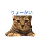 ネコ写真シンプル日常1（個別スタンプ：2）
