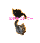 ネコ写真シンプル日常1（個別スタンプ：7）