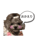 トイプードル  と日常会話（個別スタンプ：6）