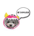 トイプードル  と日常会話（個別スタンプ：8）