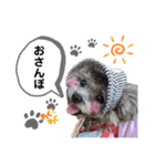 トイプードル  と日常会話（個別スタンプ：9）