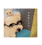 トイプードル  と日常会話（個別スタンプ：19）
