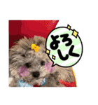 トイプードル  と日常会話（個別スタンプ：27）
