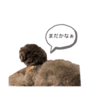 トイプードル  と日常会話（個別スタンプ：32）