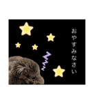 トイプードル  と日常会話（個別スタンプ：34）