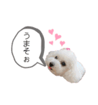 トイプードル  と日常会話（個別スタンプ：35）