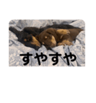 ちゃこ こまろ（個別スタンプ：9）