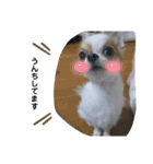 むぎとらんらん（個別スタンプ：16）
