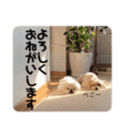 かわいい！ぽずスタンプ（個別スタンプ：8）