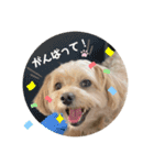 かわいい！ぽずスタンプ（個別スタンプ：11）