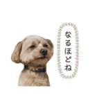 かわいい！ぽずスタンプ（個別スタンプ：21）