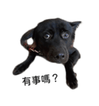 ヴァレリの犬：ランボ 2（個別スタンプ：1）