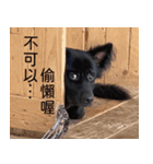 ヴァレリの犬：ランボ 2（個別スタンプ：3）