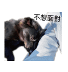 ヴァレリの犬：ランボ 2（個別スタンプ：5）