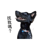 ヴァレリの犬：ランボ 2（個別スタンプ：9）