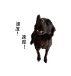 ヴァレリの犬：ランボ 2（個別スタンプ：11）