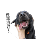 ヴァレリの犬：ランボ 2（個別スタンプ：12）