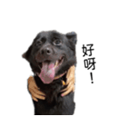 ヴァレリの犬：ランボ 2（個別スタンプ：13）