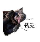ヴァレリの犬：ランボ 2（個別スタンプ：15）