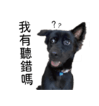 ヴァレリの犬：ランボ 2（個別スタンプ：16）