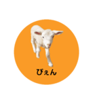 ももへい（個別スタンプ：8）