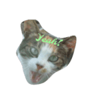 三毛ねこすず（個別スタンプ：1）