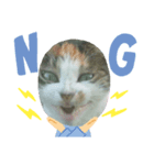三毛ねこすず（個別スタンプ：2）