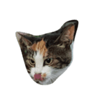 三毛ねこすず（個別スタンプ：3）