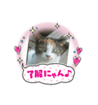 三毛ねこすず（個別スタンプ：7）