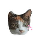 三毛ねこすず（個別スタンプ：8）