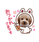 トイプー百々(momo)のスタンプ②（個別スタンプ：1）