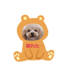 トイプー百々(momo)のスタンプ②（個別スタンプ：8）