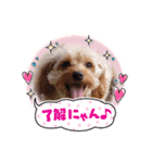 アメリカンコッカー＆キャバプー（個別スタンプ：5）
