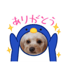 アメリカンコッカー＆キャバプー（個別スタンプ：16）