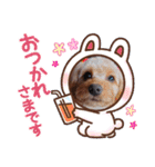アメリカンコッカー＆キャバプー（個別スタンプ：24）
