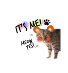 He's Mint the cat 2（個別スタンプ：1）