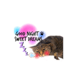 He's Mint the cat 2（個別スタンプ：3）