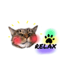 He's Mint the cat 2（個別スタンプ：7）